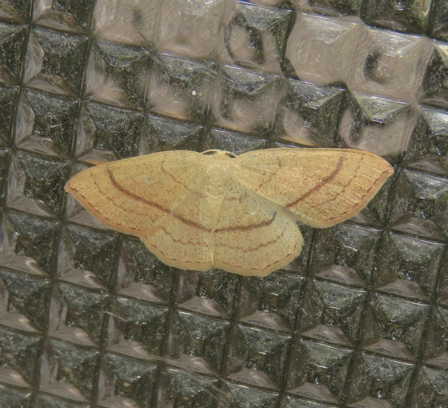 Cyclophora linearia - vonalas pettyesaraszoló