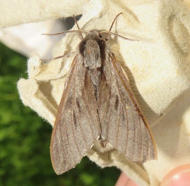 Hyloicus pinastri - fenyőszender