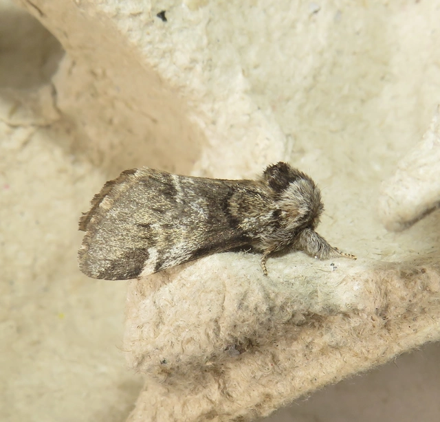 Drymonia dodonea - bélyeges púposszövő