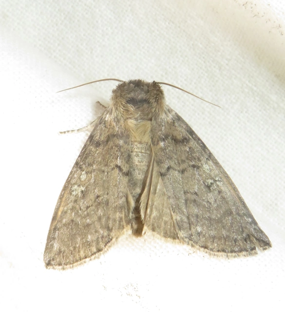 Tethea or - bélyeges pihésszövő