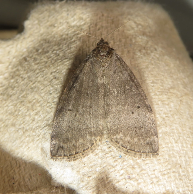 Ochropacha duplaris - égerlevél-pihésszövő