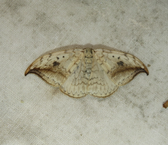 Drepana falcataria - nyárfa-sarlósszövő