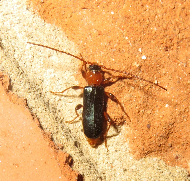 Phymatodes testaceus - változékony korongcincér Phymatodes testaceus - változékony korongcincér