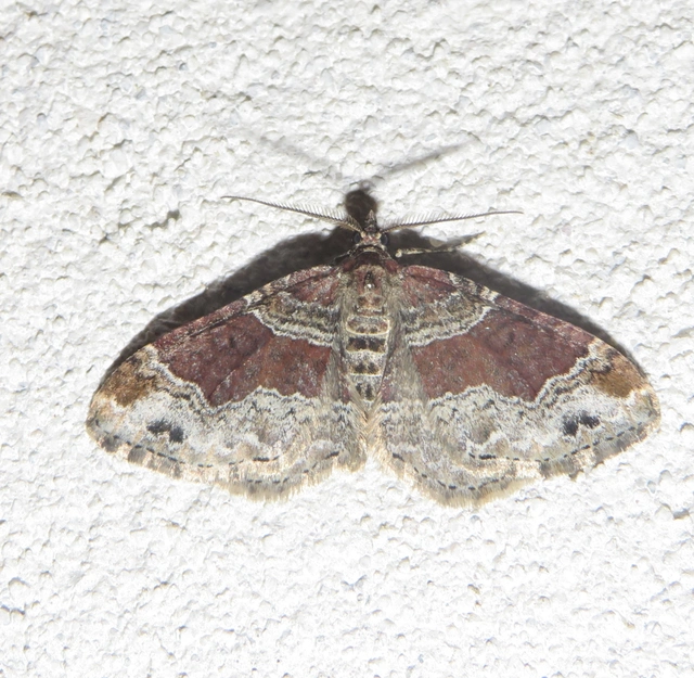Xanthorhoe ferrugata - kerti tarkaaraszoló