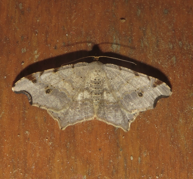 Macaria alternata - közönséges szürkearaszoló