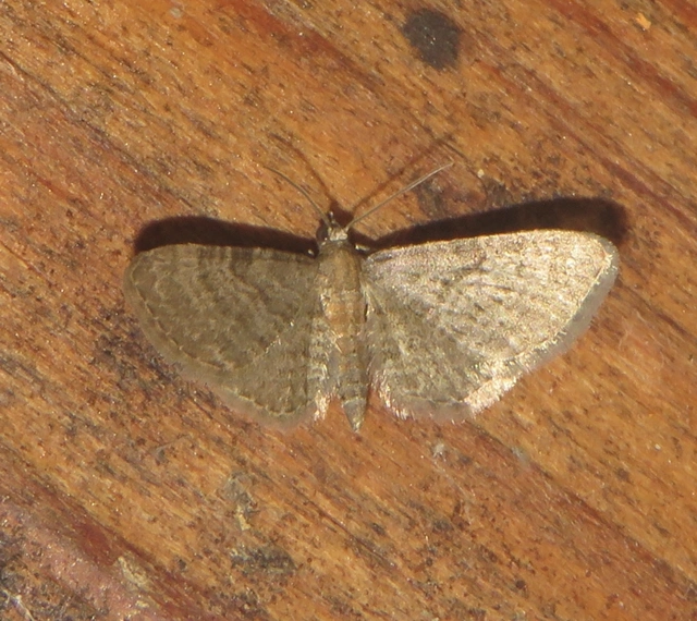 Eupithecia haworthiata - rozsdástestű törpearaszoló