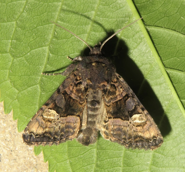 Euplexia lucipara - szeder-csipkésbagoly