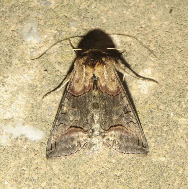 Abrostola triplasia - közönséges csalánbagoly