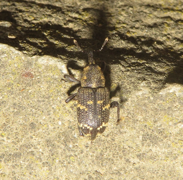 Hylobius abietis - nagy fenyvesormányos