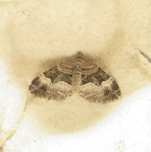 Xanthorhoe biriviata - kétsávos tarkaaraszoló