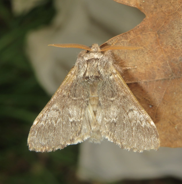 Drymonia ruficornis - cserfa-púposszövő