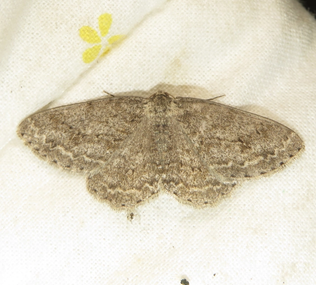 Ectropis crepuscularia - avararaszoló