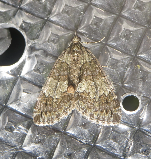 Hydriomena impluviata - égerfa-araszoló