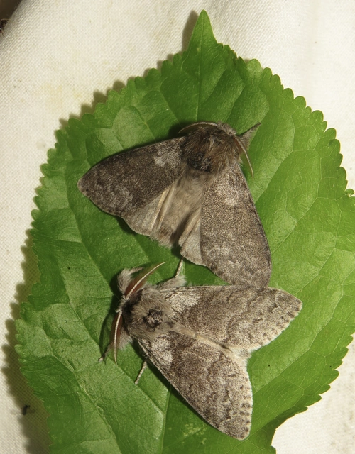 Calliteara pudibunda - hamvasszövő