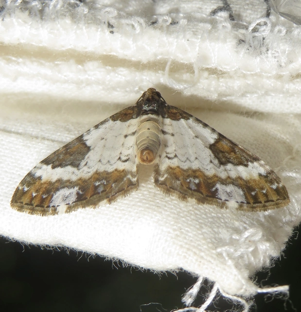 Melanthia procellata - hullámos tarkaaraszoló