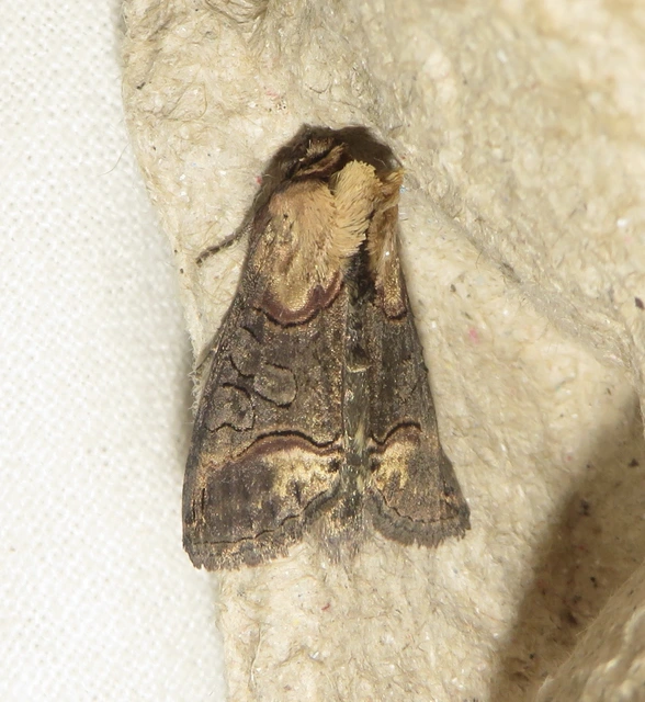 Abrostola triplasia - közönséges csalánbagoly