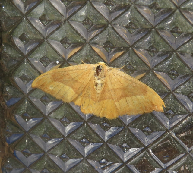 Watsonalla cultraria - bükkfa-sarlósszövő