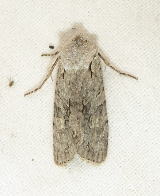 Lithophane ornitopus - közönséges fabagoly