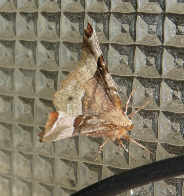 Selenia tetralunaria - négyfoltos holdasaraszoló