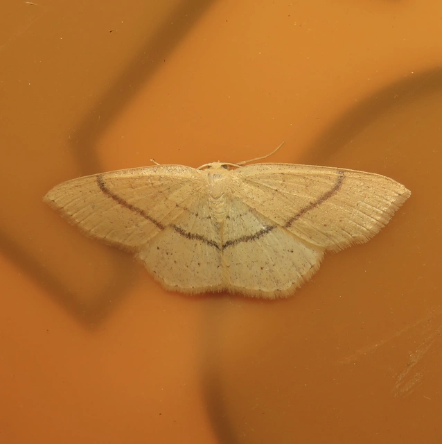 Cyclophora linearia - vonalas pettyesaraszoló
