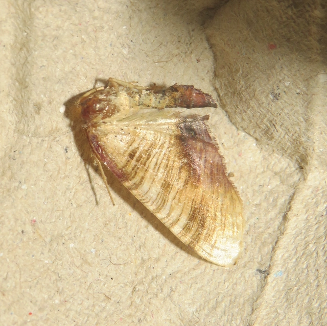 Plagodis dolabraria - baltaszárnyú araszoló