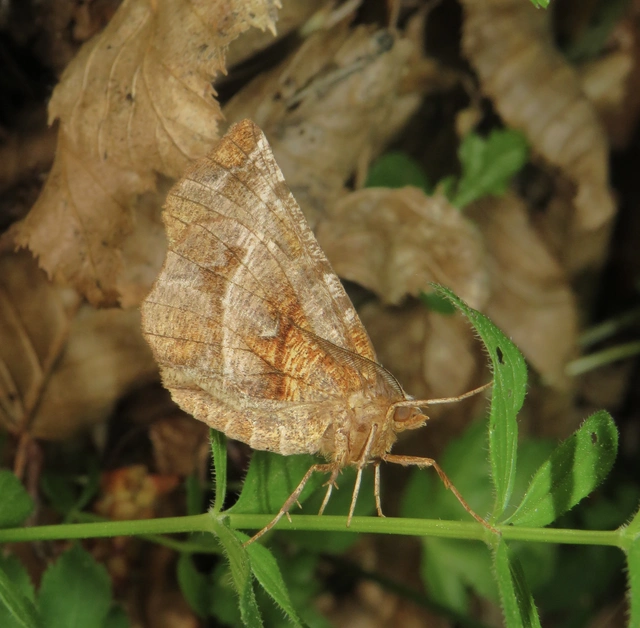 Selenia dentaria - kétfoltos holdasaraszoló