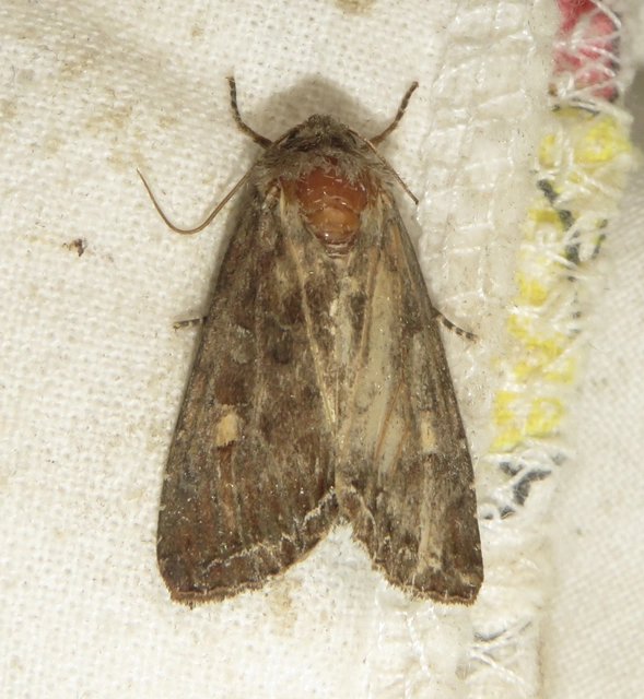 Lacanobia oleracea - saláta-kertibagoly