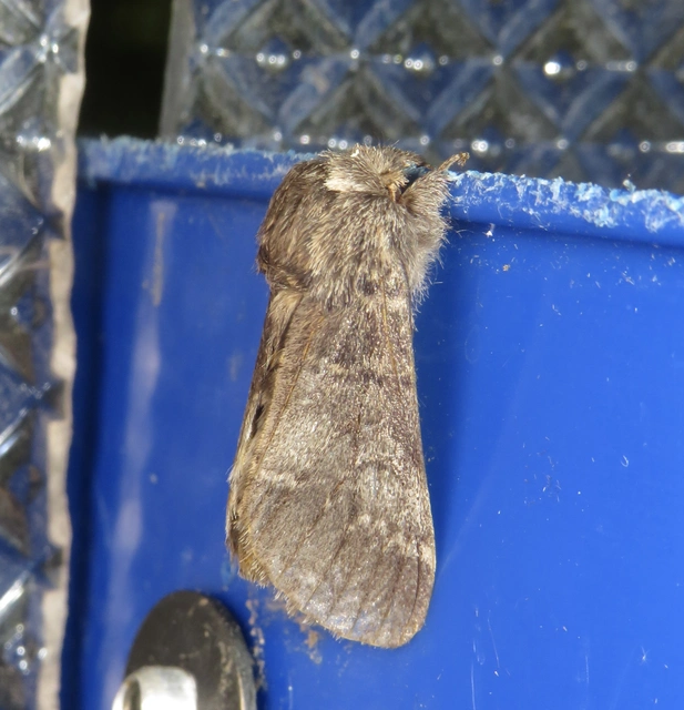 Drymonia ruficornis - cserfa-púposszövő