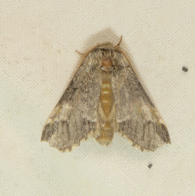 Drymonia dodonea - bélyeges púposszövő