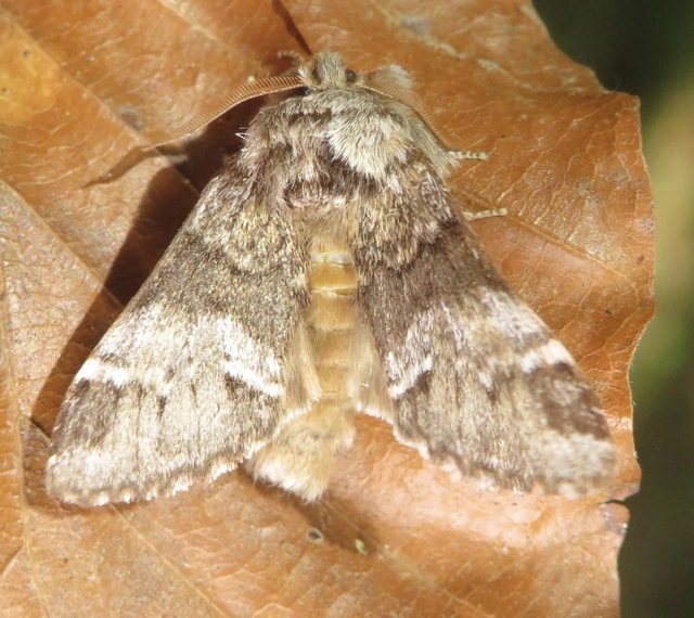 Drymonia dodonea - bélyeges púposszövő