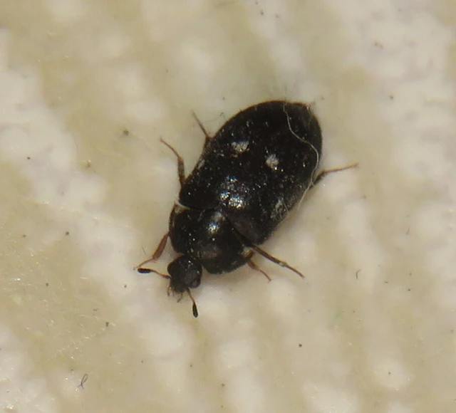 Attagenus pellio - közönséges szűcsbogár