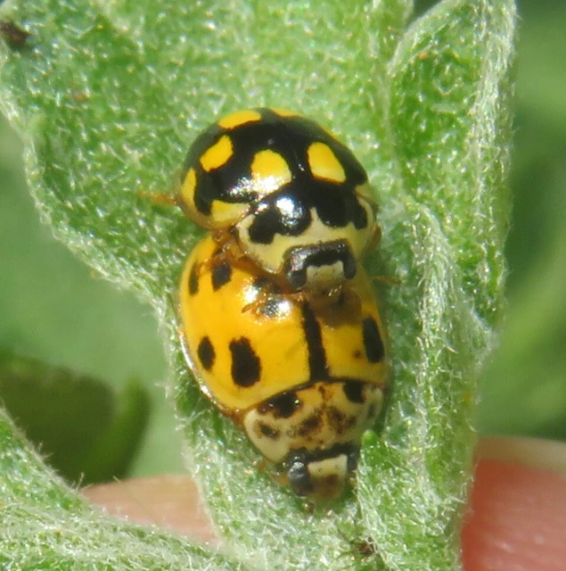Propylea quatuordecimpunctata - tizennégypettyes füsskata