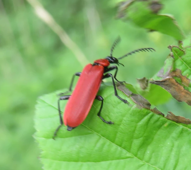 Pyrochroa coccinea - nagy bíborbogár