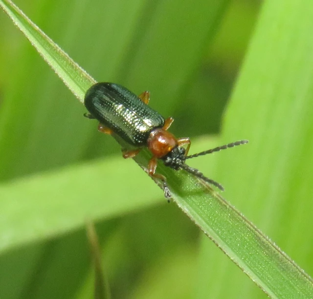 Oulema melanopus/duftschmidi