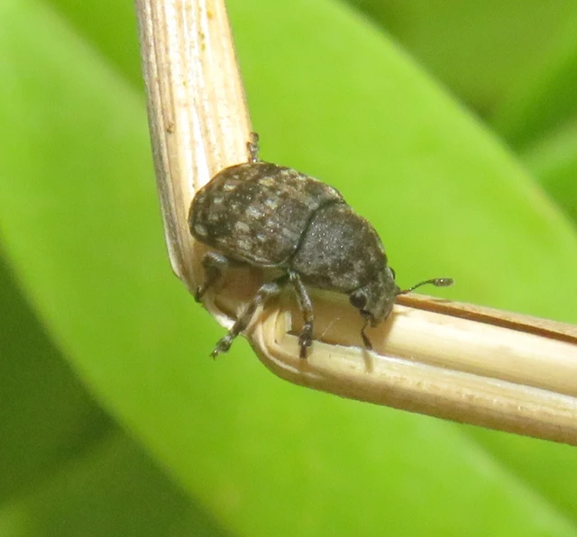 Anthribus nebulosus - ködfoltos pajzstetvész-orrosbogár