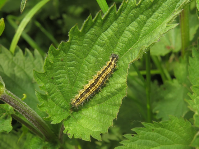 Nymphalis urticae - kis rókalepke Nymphalis urticae - kis rókalepke