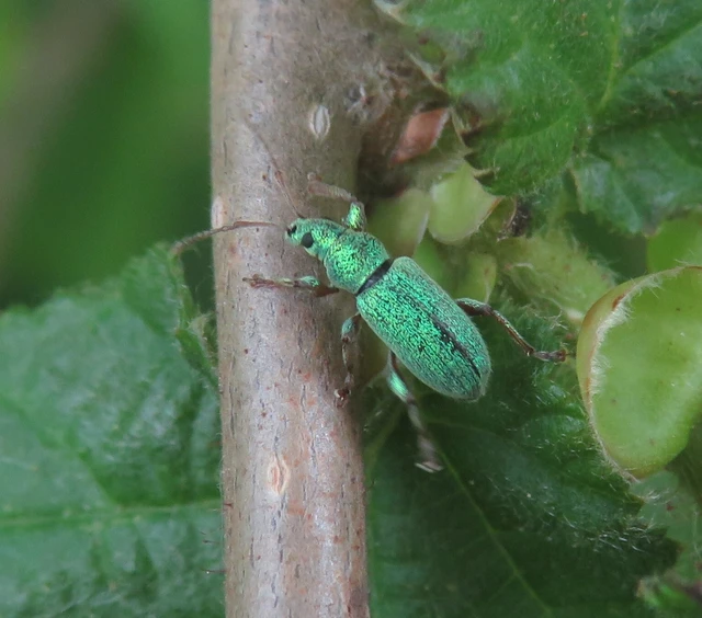 Phyllobius argentatus - ezüstös levélormányos