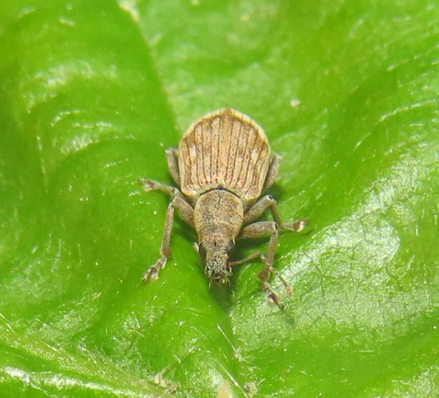 Polydrusus tereticollis - szalagos lombormányos