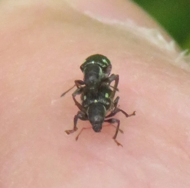 Polydrusus picus - pikkelyfoltos lombormányos