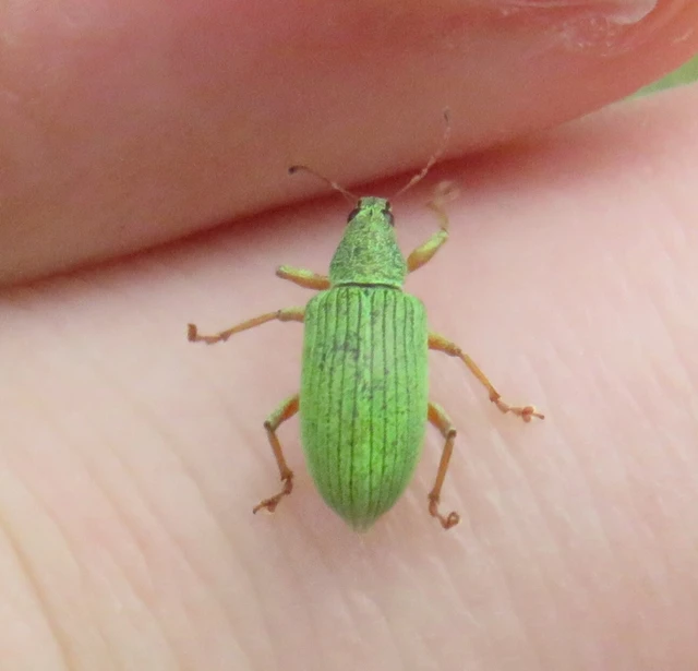 Polydrusus formosus - selymes lombormányos