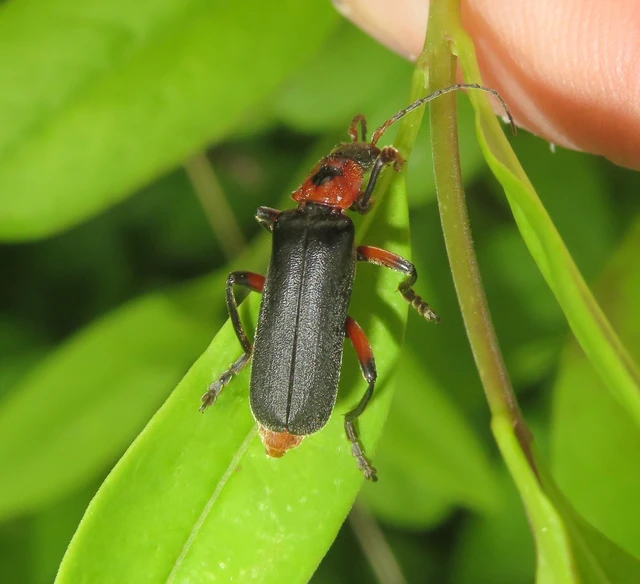 Cantharis rustica - suszterbogár
