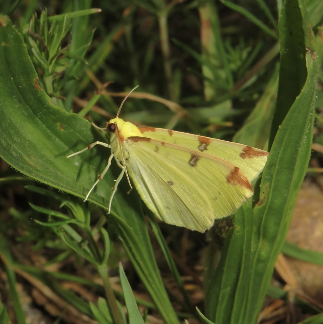 Opisthograptis luteolata - citromsárga araszoló