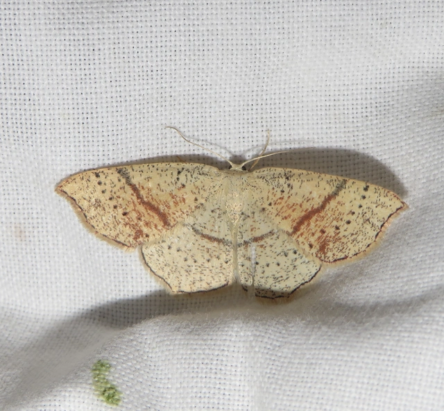 Cyclophora punctaria - sávos pettyesaraszoló