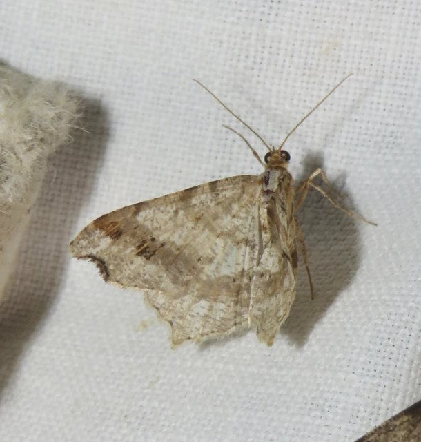 Macaria alternata - közönséges szürkearaszoló