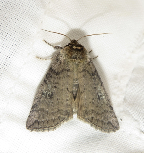 Tethea or - bélyeges pihésszövő
