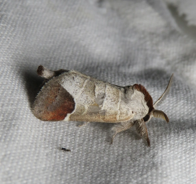 Clostera curtula - rövidszárnyú levélszövő Clostera curtula - rövidszárnyú levélszövő