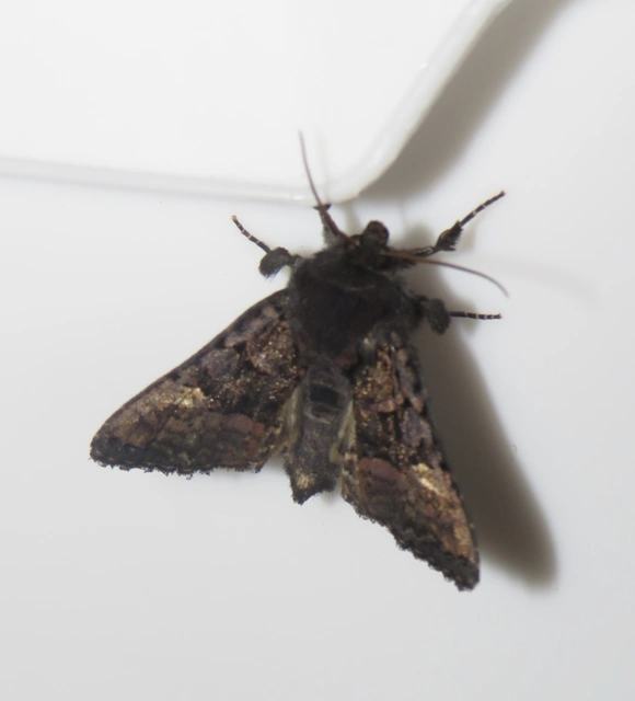 Euplexia lucipara - szeder-csipkésbagoly