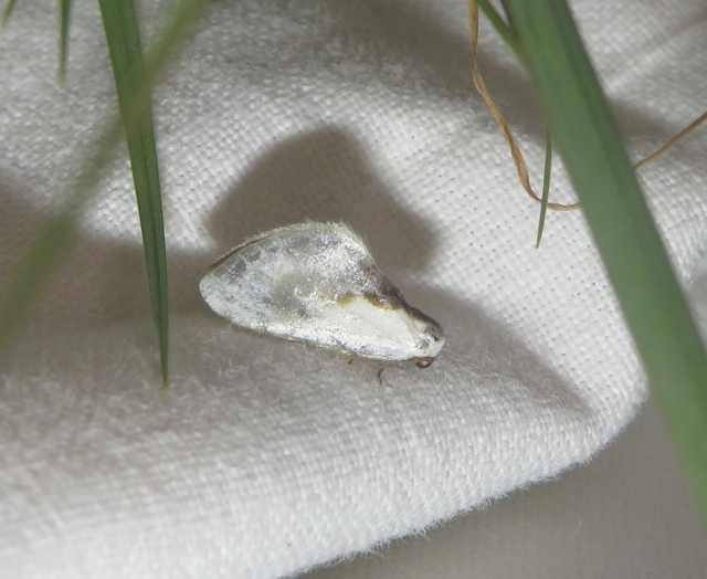 Cilix glaucata - törpe sarlósszövő