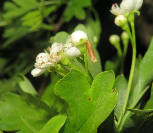 Coleophora