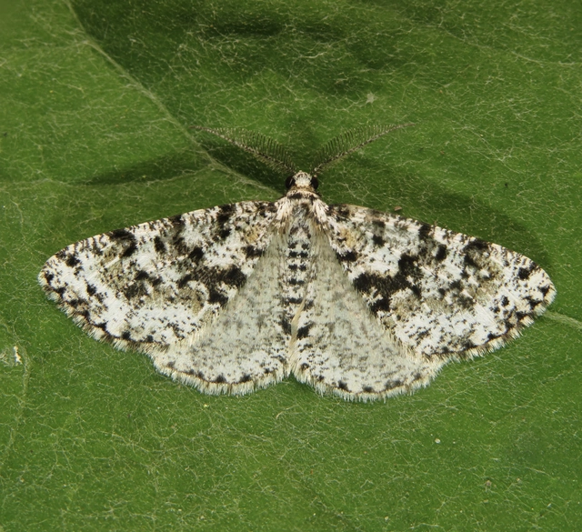 Fagivorina arenaria - bükkfaaraszoló
